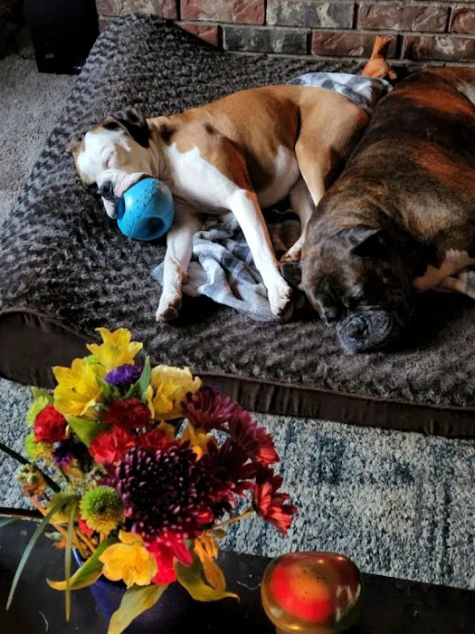 Affordable Pet Care 3