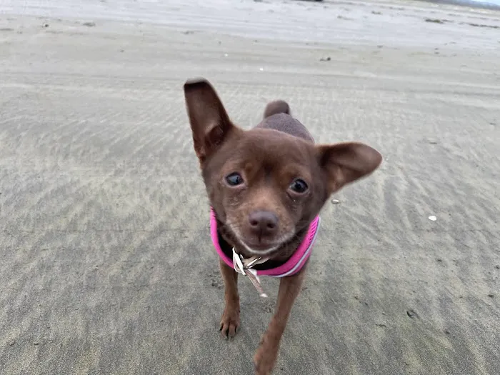 Affordable Pet Care 7