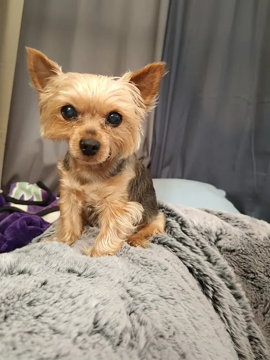 Affordable Pet Care 5