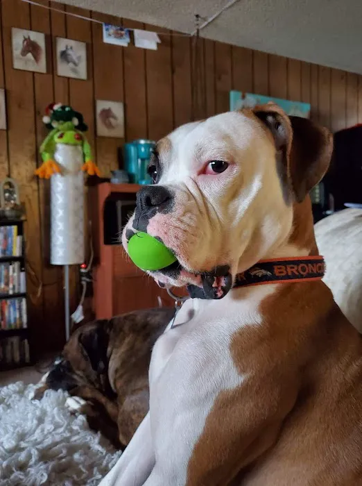 Affordable Pet Care 2