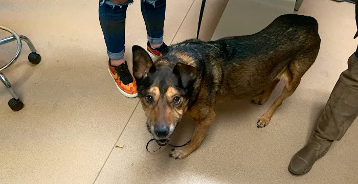 Ridgetop Animal Hospital 12