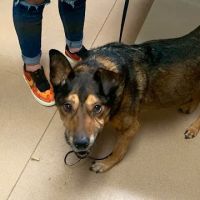 Ridgetop Animal Hospital ico