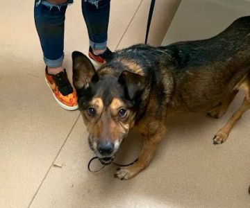 Ridgetop Animal Hospital