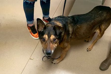 Ridgetop Animal Hospital