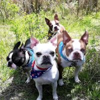 Ridgetop Animal Hospital ico