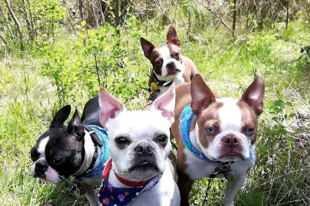 Ridgetop Animal Hospital