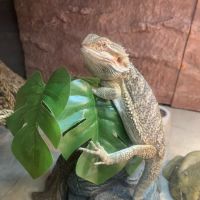 Central Valley Animal Hospital ico