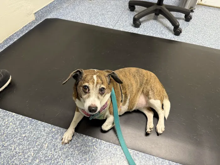 Central Valley Animal Hospital 9