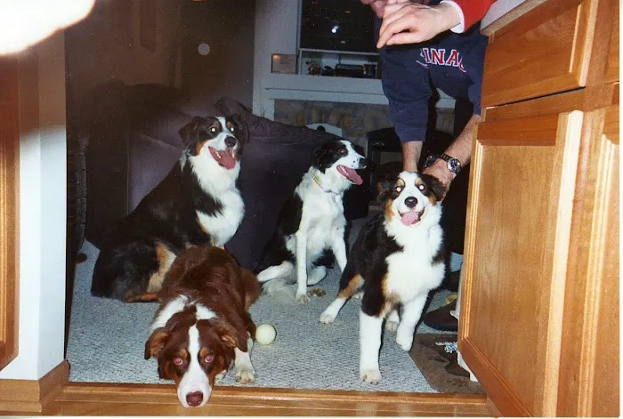 Central Valley Animal Hospital 10