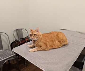 Lakeland Veterinary Hospital