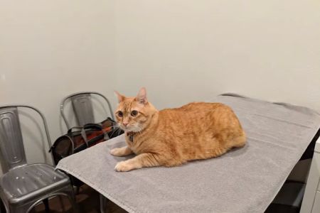 Lakeland Veterinary Hospital