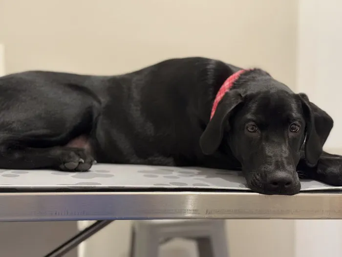 Lakeland Veterinary Hospital 12