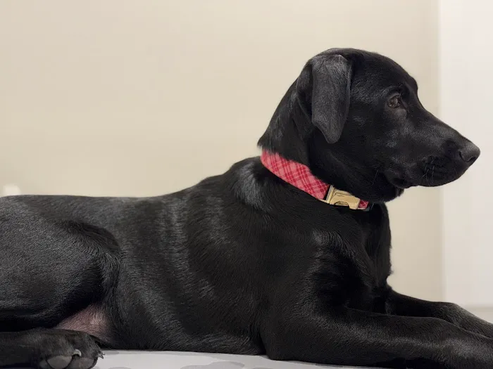 Lakeland Veterinary Hospital 12