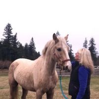Cedar Springs Equine Veterinary Services ico