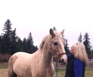 Cedar Springs Equine Veterinary Services