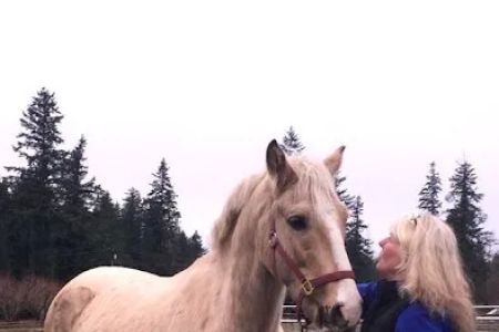Cedar Springs Equine Veterinary Services