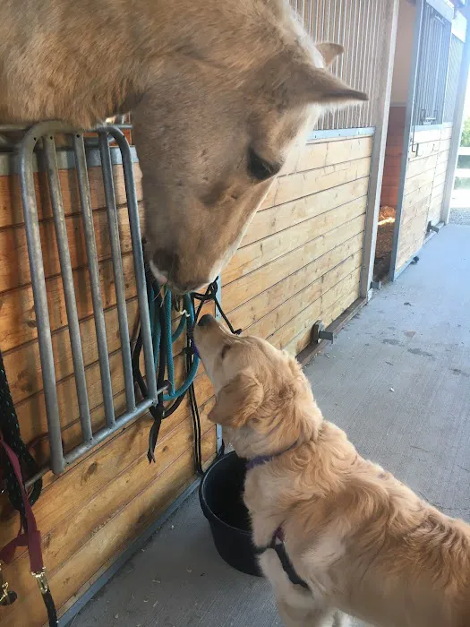 Cedar Springs Equine Veterinary Services 5