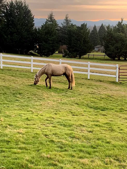 Cedar Springs Equine Veterinary Services 7