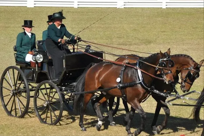 Cedar Springs Equine Veterinary Services 6