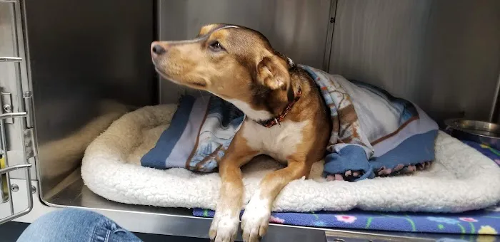Country Animal Hospital 6