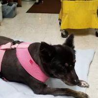 Country Animal Hospital ico
