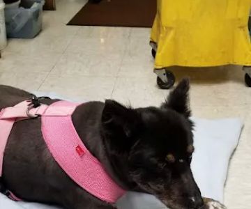 Country Animal Hospital