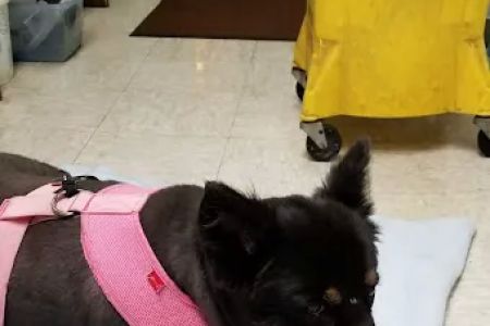 Country Animal Hospital