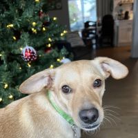 Edgewood Veterinary Clinic ico