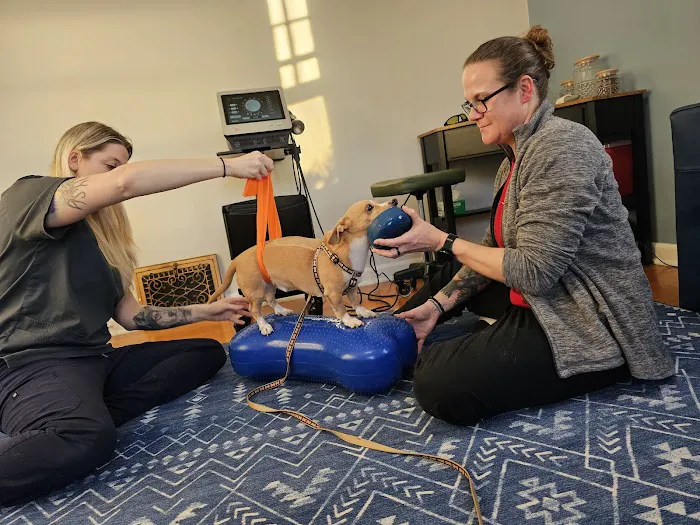 Balanced Paws Veterinary Rehabilitation 3