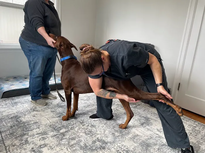 Balanced Paws Veterinary Rehabilitation 1