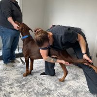 Balanced Paws Veterinary Rehabilitation ico