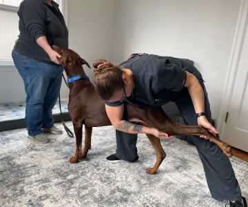 Balanced Paws Veterinary Rehabilitation