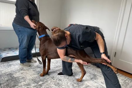 Balanced Paws Veterinary Rehabilitation