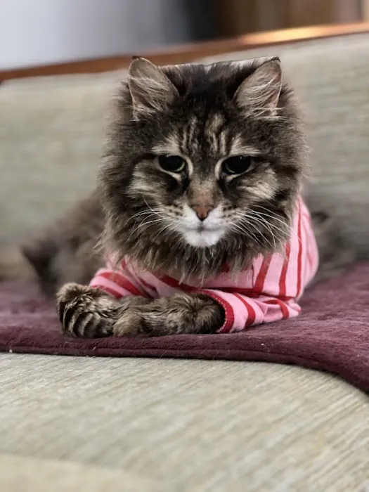 Balanced Paws Veterinary Rehabilitation 8