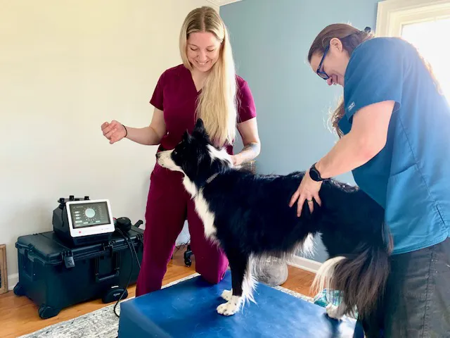 Balanced Paws Veterinary Rehabilitation 9