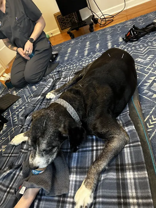 Balanced Paws Veterinary Rehabilitation 6