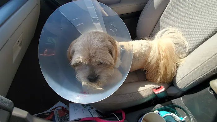 North End Pet Hospital 12