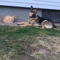 North End Pet Hospital ico