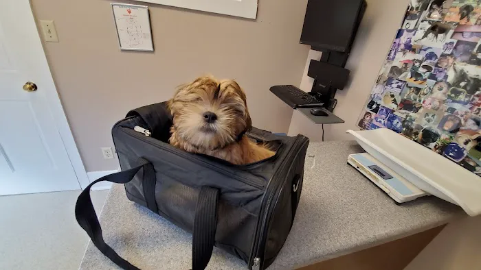 North End Pet Hospital 12