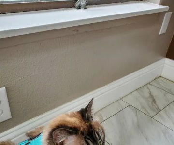 Affordable Animal Hospital