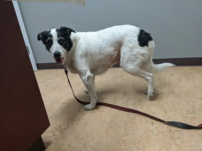 Commencement Bay Animal Hospital 12