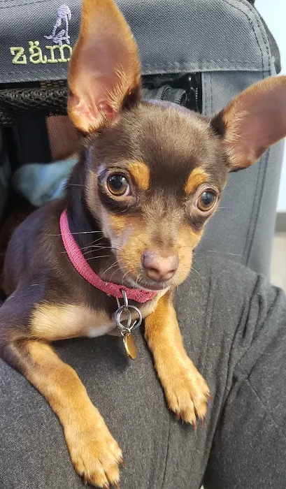 Soundview Veterinary Hospital 12
