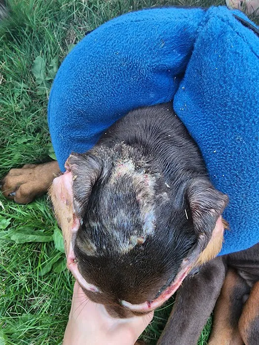 Westgate Animal Hospital 3