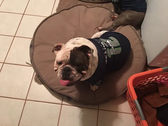 Tacoma Animal Hospital 12