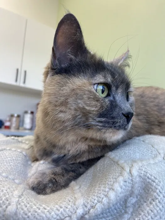 WellCare Animal Hospital +Urgent Care 12