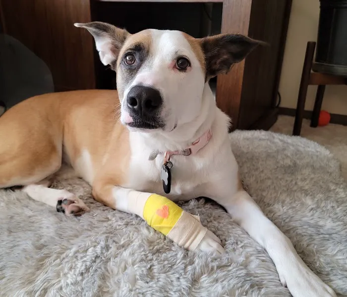WellCare Animal Hospital +Urgent Care 12