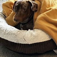 WellCare Animal Hospital +Urgent Care ico