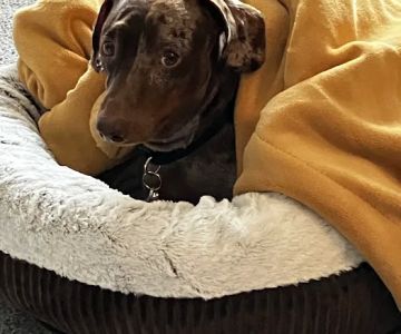 WellCare Animal Hospital +Urgent Care
