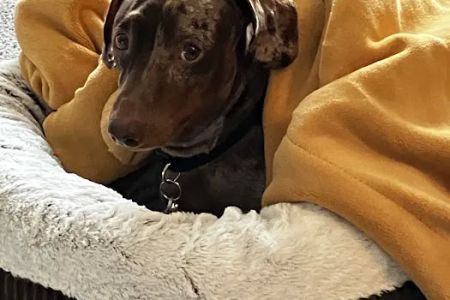WellCare Animal Hospital +Urgent Care