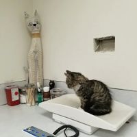 Avenue Veterinary Clinic ico